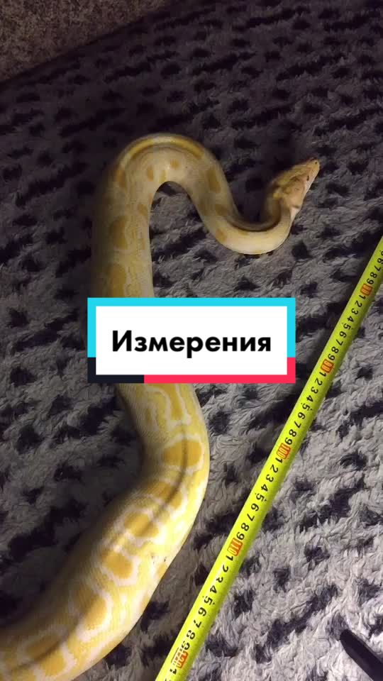 @🐍 ТИГРАнутый 🐍