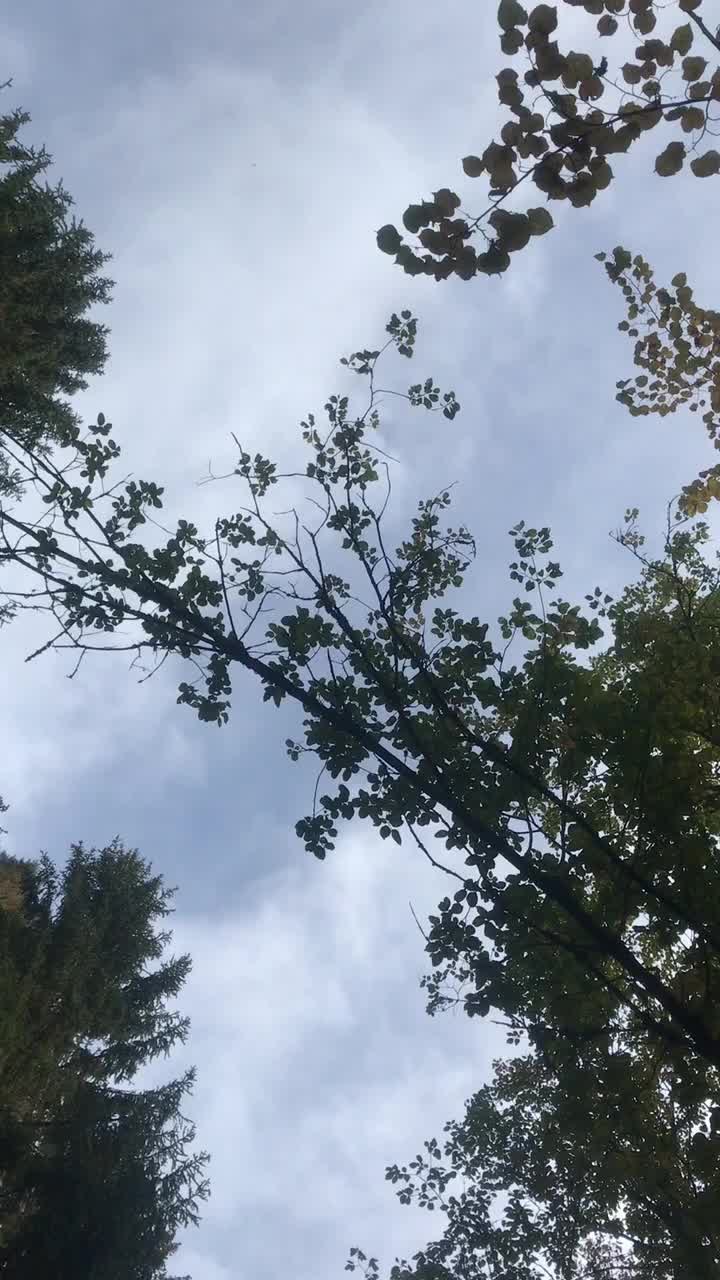 @nikai lama