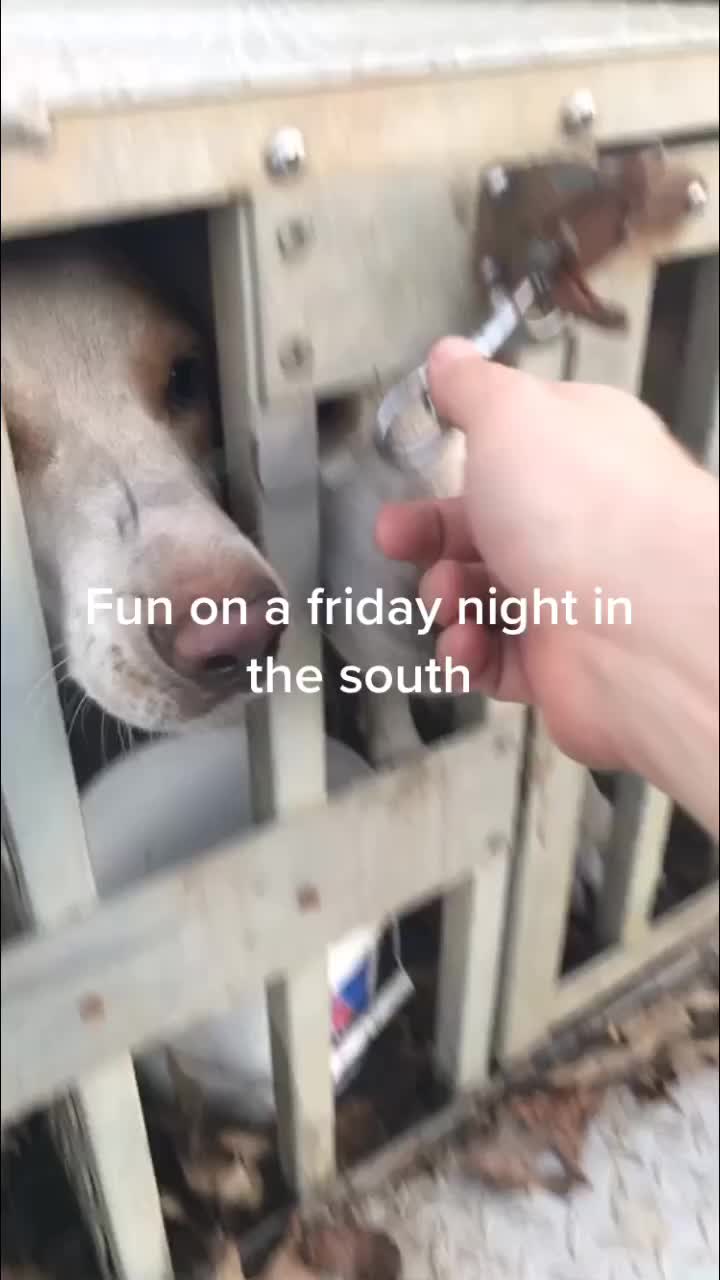 @3DeepKennels