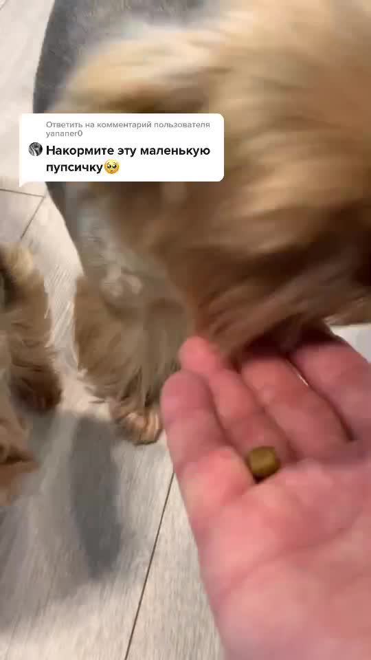 @Йорк Донни 🇺🇦