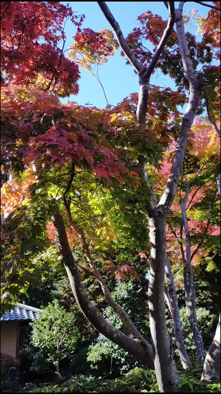 @Desiree 🇹🇼🇯🇵🇪🇺in france