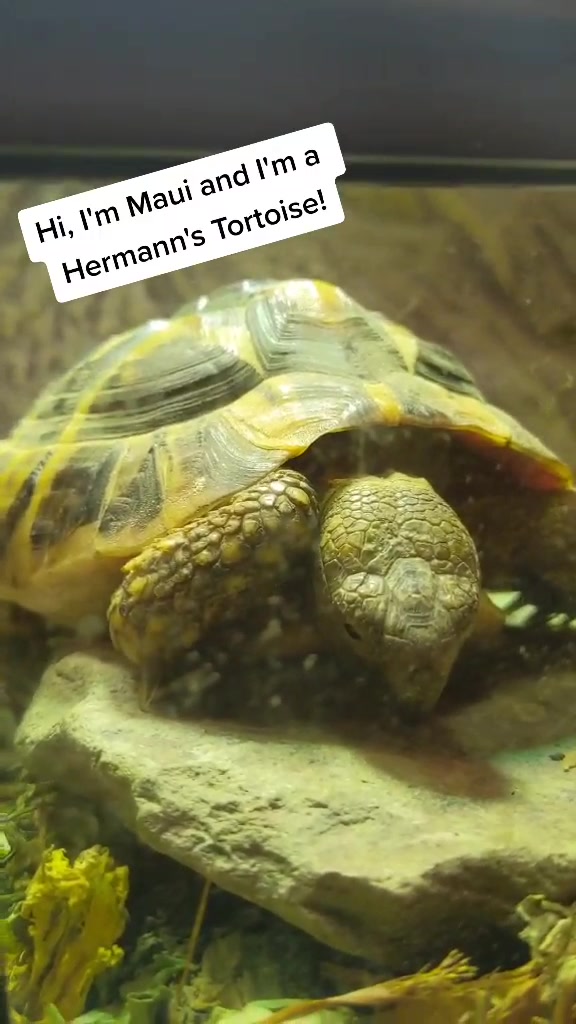 @TurntableTortoise