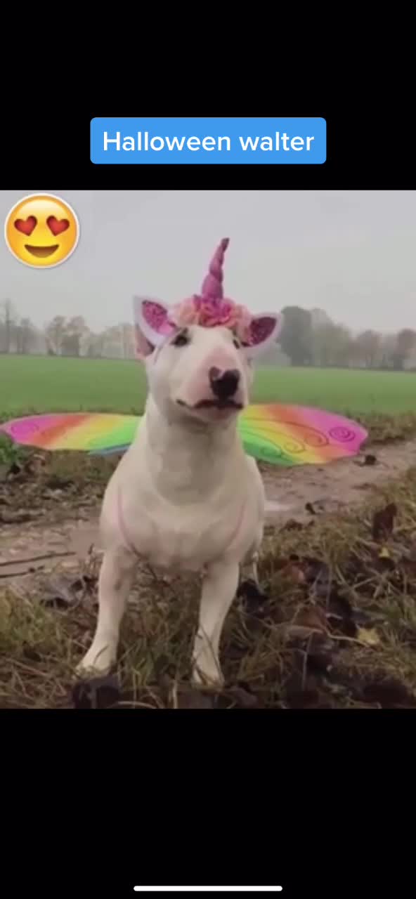@WalterDog