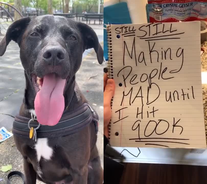 @Max the Pup