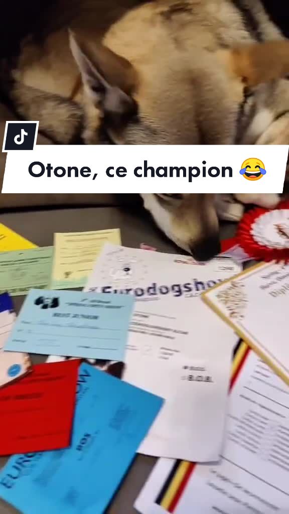 @La meute d&rsquo;Otone 🐺