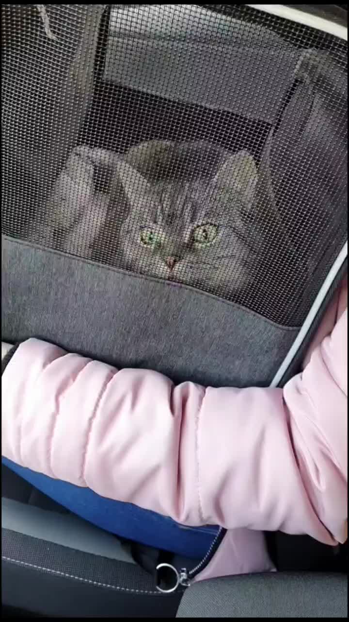 @the coconutkitty