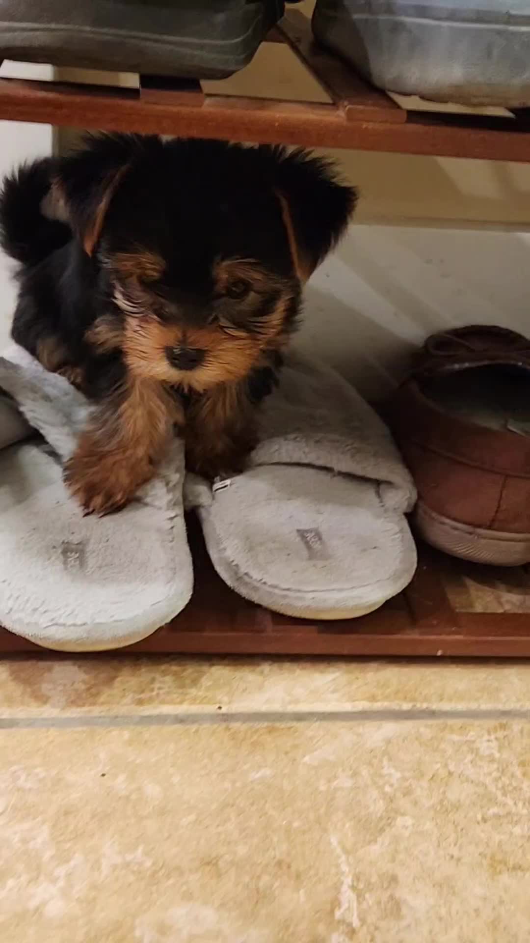 fypシ momduty puppyduty Missy mama 🇨🇦 ( missymama4)