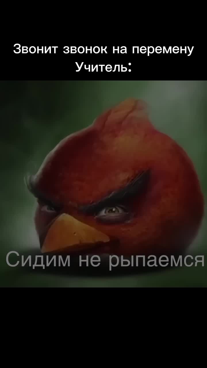 сидим не рыпаемся. #angrybirds #angry | Vedro (@vedro_69)