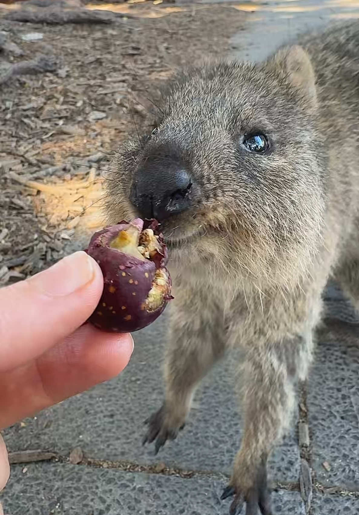 Daisy Drew (@daisydrewvlogs) - Urlebird