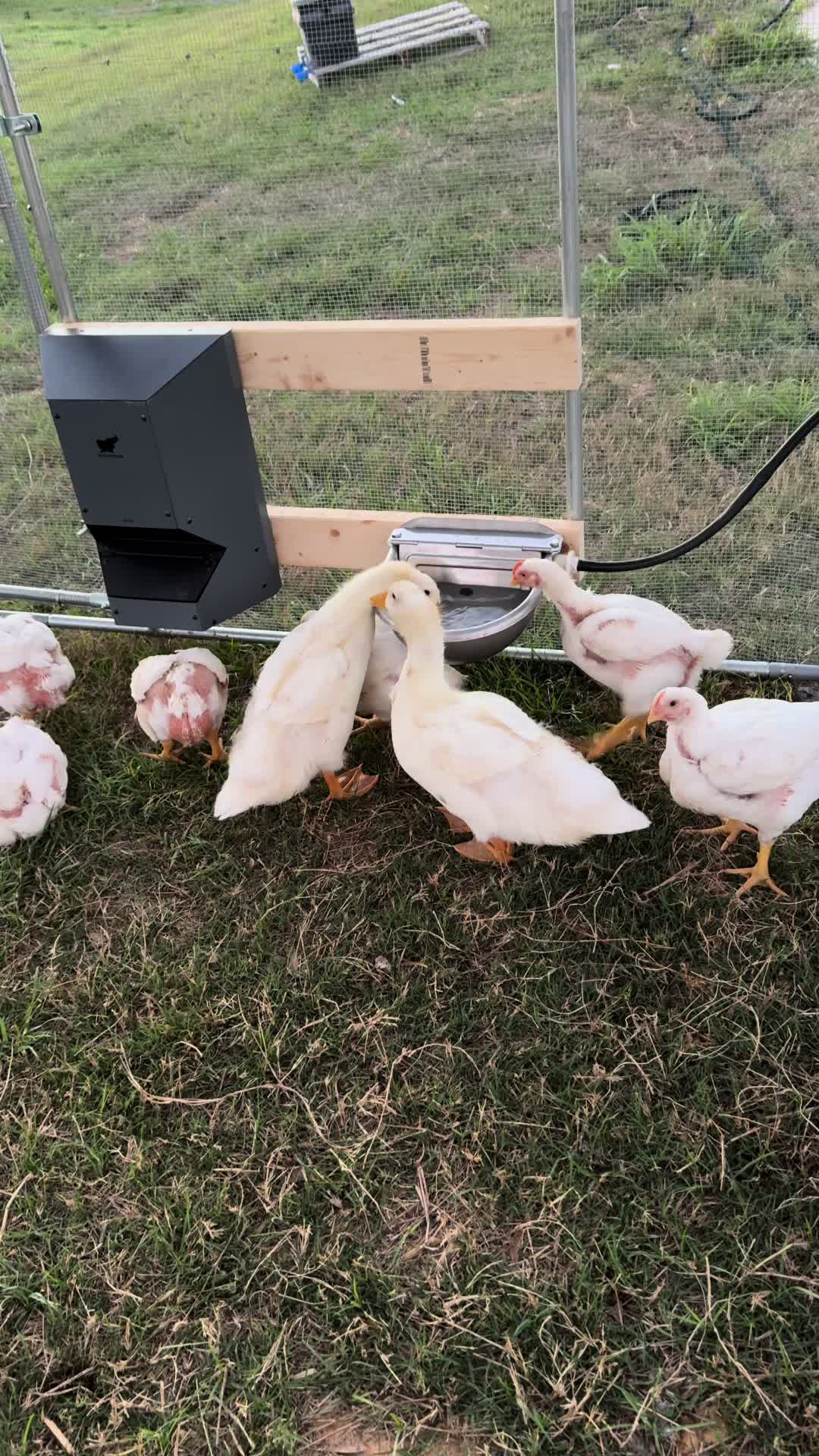 Spooky Island Demon enjoying it's | Spooky Island Lover