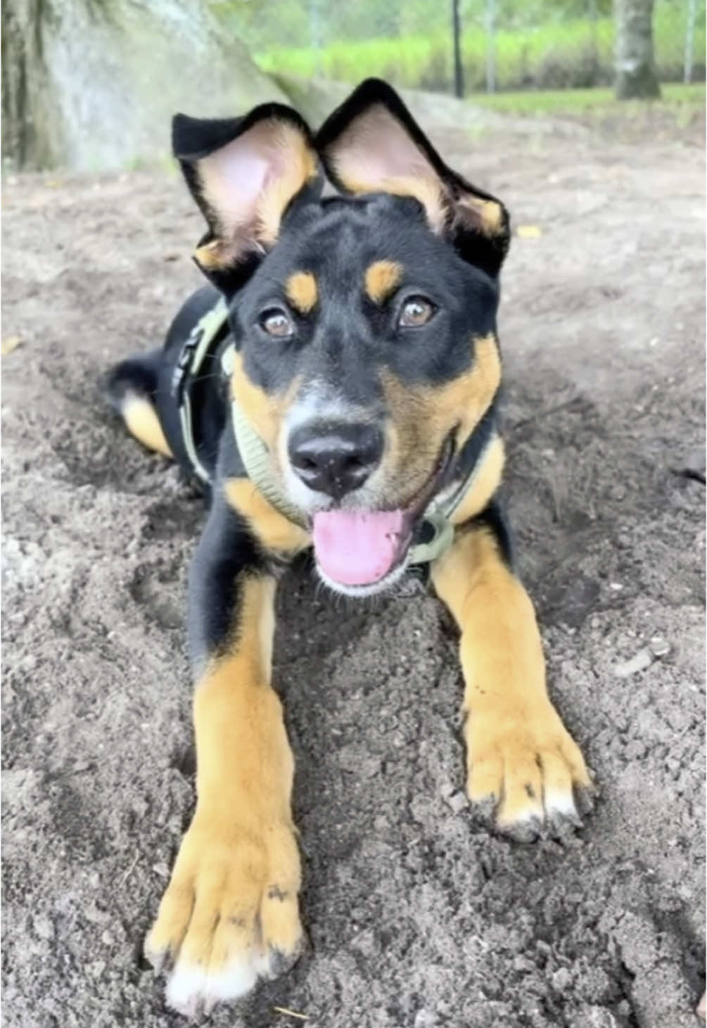 Honey's Old House (@honeysoldhouse) - Urlebird