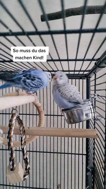@Cing&ouml;z & Friends
