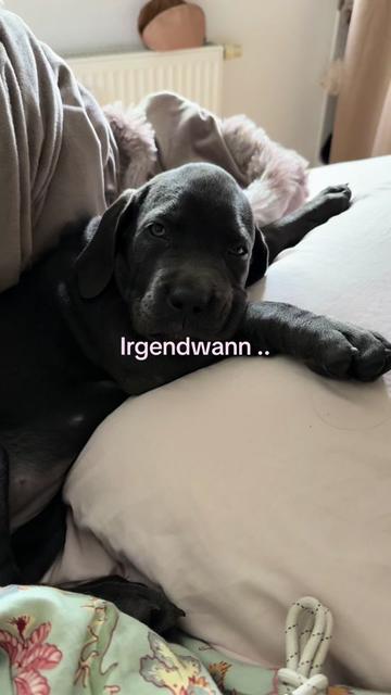 @Cane Corso Ayra 🐾