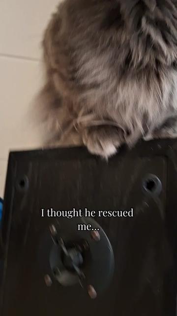@Manny der Strizzikater