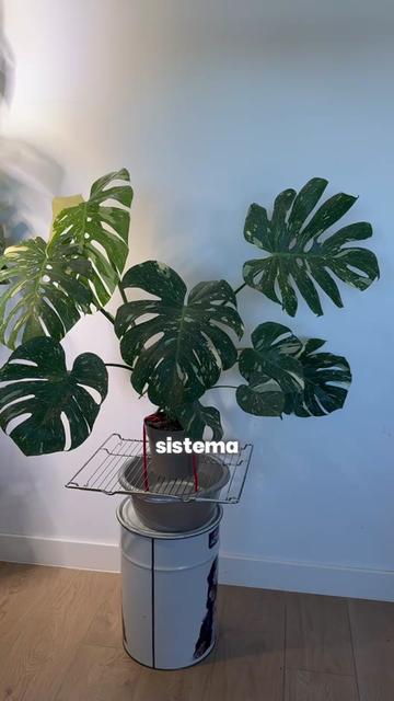 @🌱 En Abril Hojas Mil 🌱