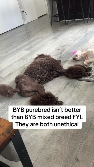 @Maddie, Jovie & Nessie💛🤎🐩