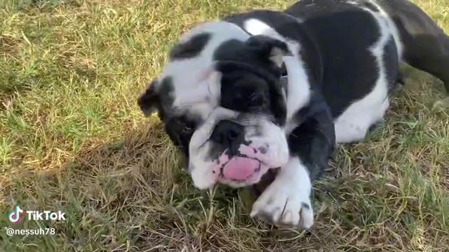 @SATX_BULLDOGZ