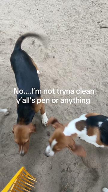 @3DeepKennels