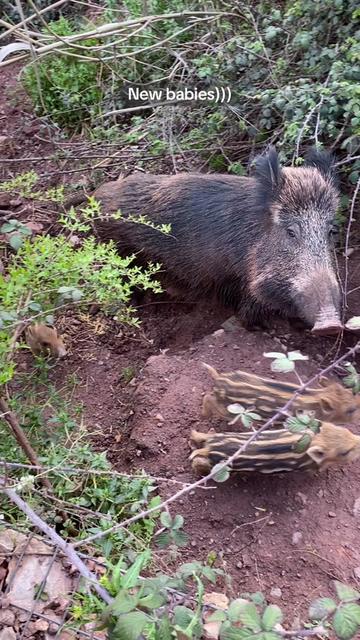 @Cute Boars