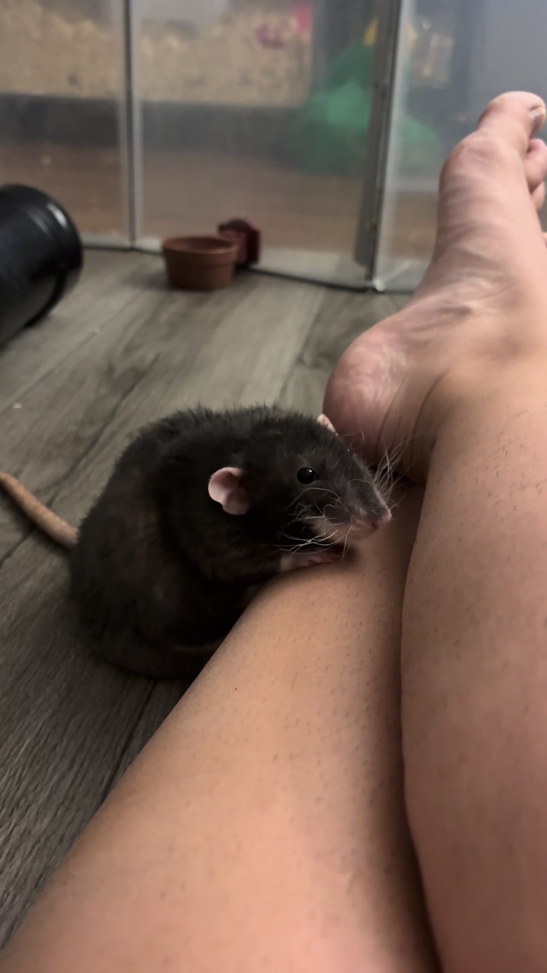 @Liloobi's Mischief