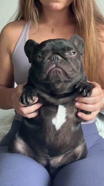 @Mabel the Frenchie