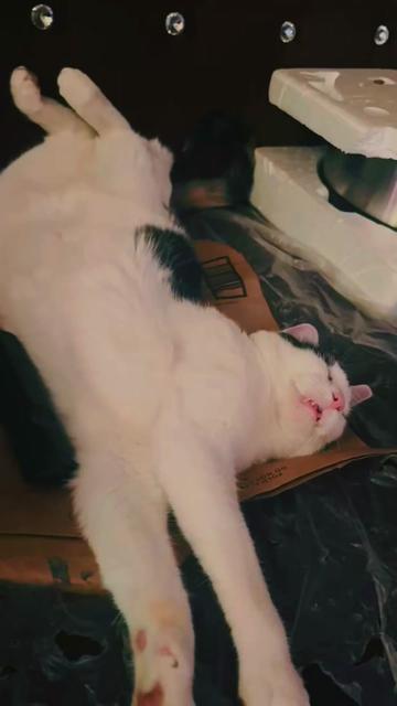 @pantherthecat_05