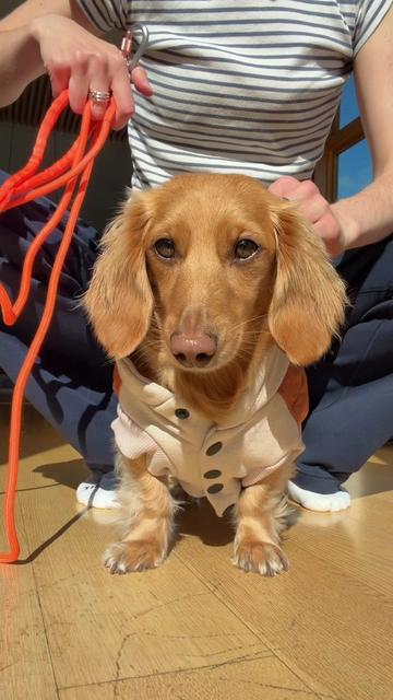 @cashewdachshund