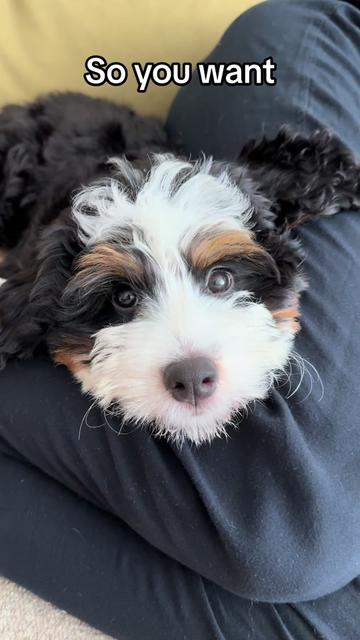 @PuppyPoppyfamily