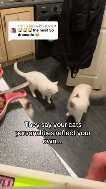 @TheFancyCatsWorld
