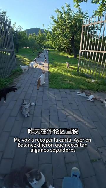 @小可爱猫猫们