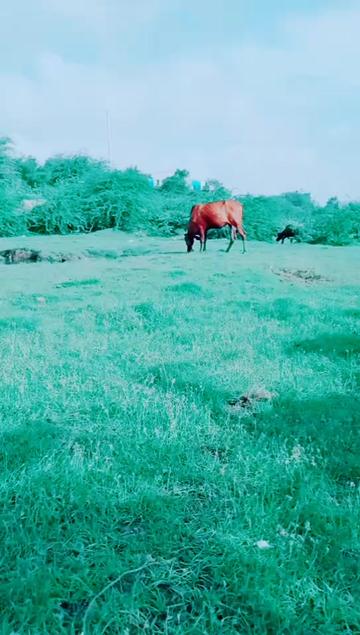 @ગૉવિદગઠવી