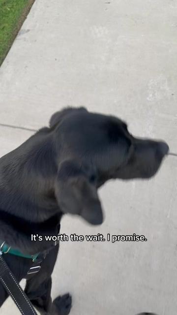 @Huxley Knox the Black Lab