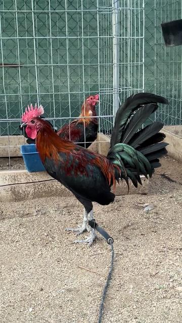 @A.MENDOZA.FARM.USA 74HWY
