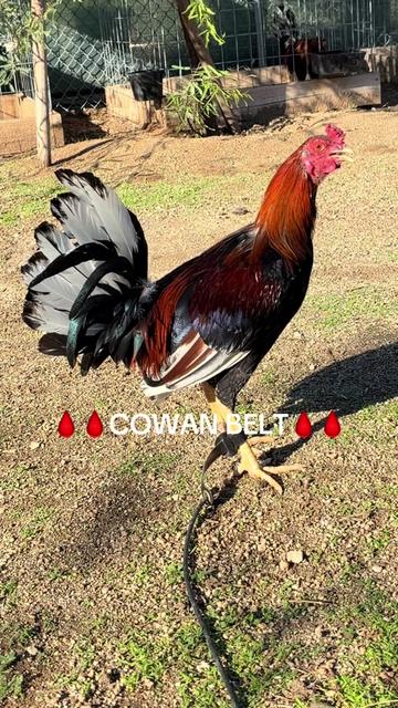 @A.MENDOZA.FARM.USA 74HWY