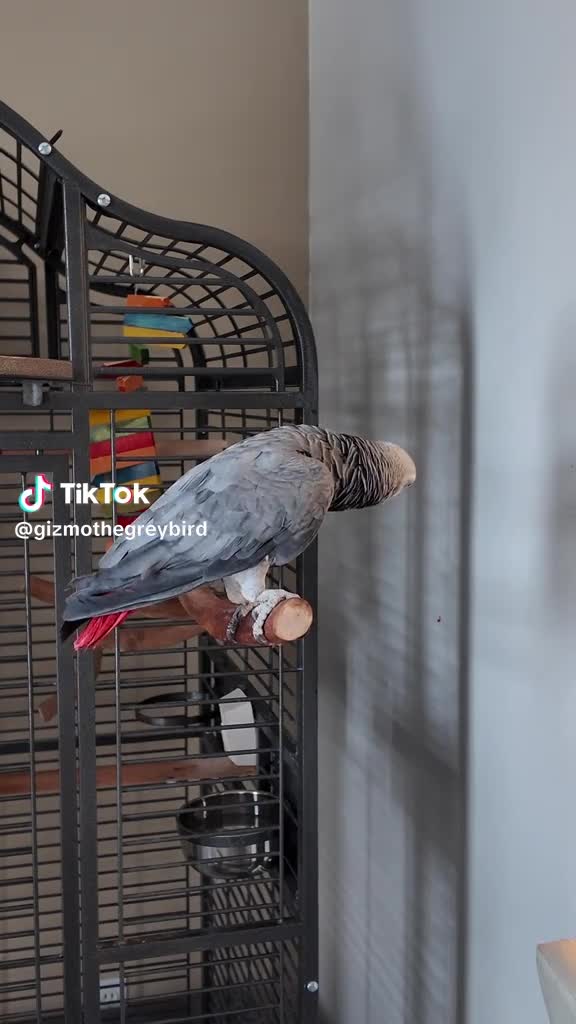 @Gizmo The Grey Bird