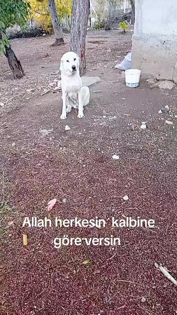 @Duran Karakaş