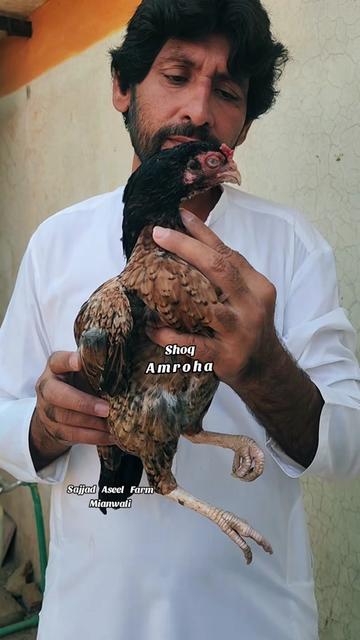 @Sajjad Aseel Farm