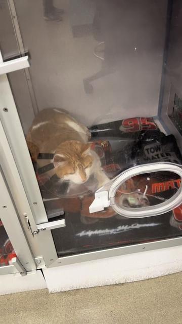 @Fancy Cats Rescue Team