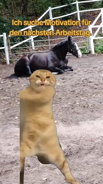 @Matowyytor