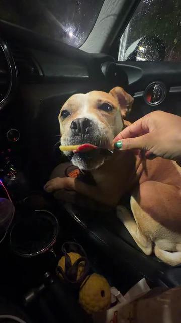 @dogstrainjen