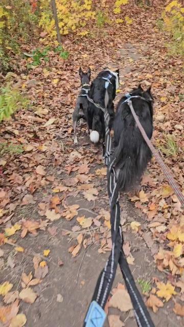 @Zedthebordercollie🇨🇦
