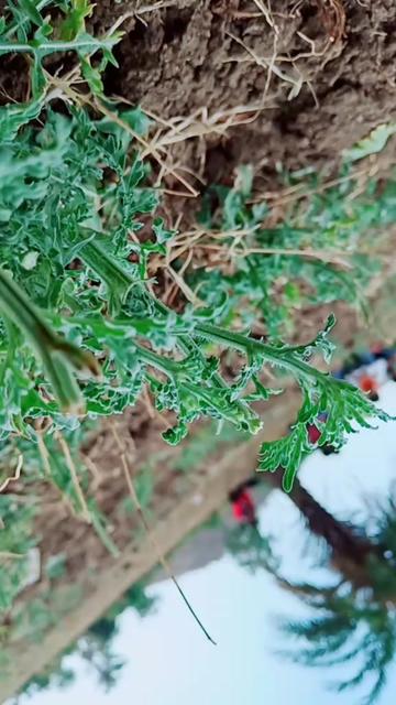 @Ram.Shivdekar.