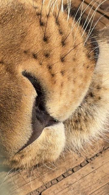 @🔥MARUSKA_LIONESS🔥