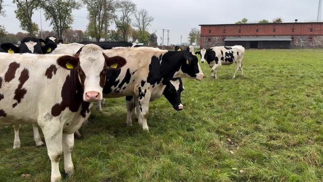 @SMART ORNAMENTAL FARM