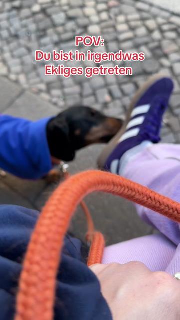 @SausagedogMaja
