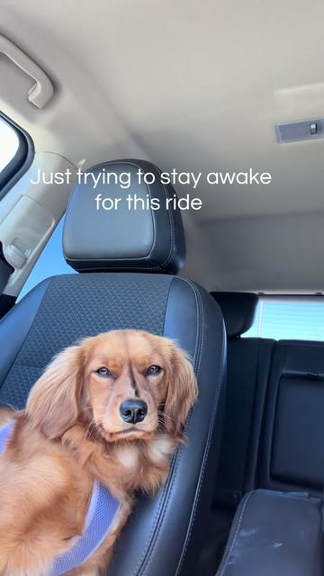 @Sage | Mini Golden Retriever