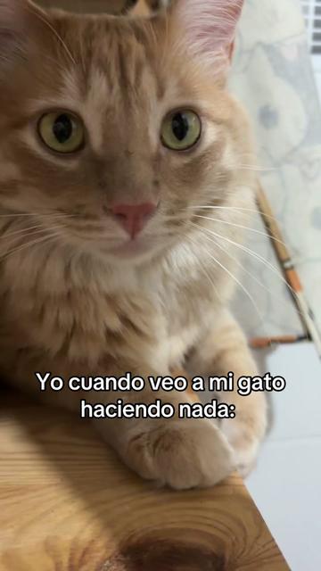 @- Alejandra 🐱💕