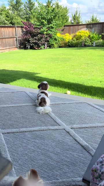 @My_4_Yorkies