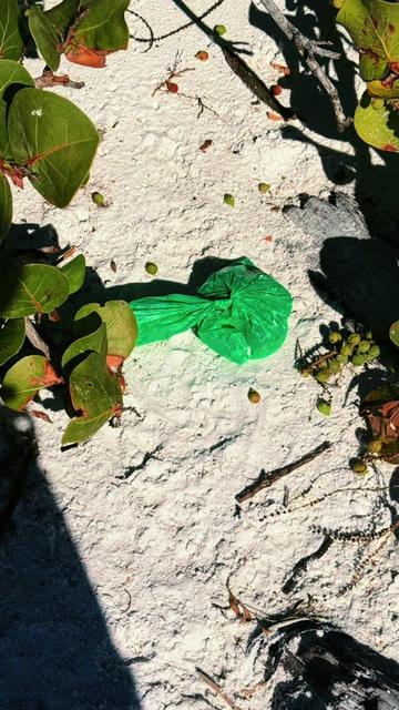 @Southwest Florida Shelling