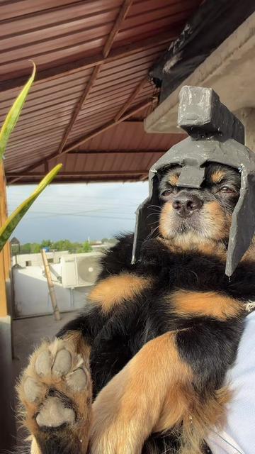 @🍀🐾Luis Pulgarin y Mafrencito